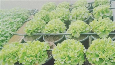 طرق زراعة النباتات الطبية والعطرية في المنزل