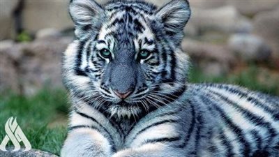 كورونا يفتك بأشهر نمور العالم