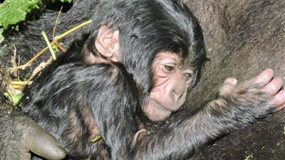 فيرونجا.. أقدم محمية في إفريقيا تشهد ولادة أول غوريلا في 2022 | فيديو