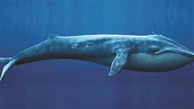 جنوح ثاني سرب من الحيتان في جزيرة نيوزيلندية نائية