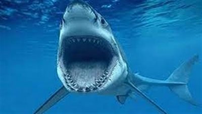 لهاذا السبب.. قرش يتراجع عن افتراس غطاس| فيديو
