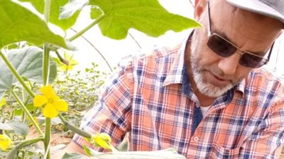 خبير: الفاكهة المتساقطة والعنب والزيتون أكثر المستفيدين من الموجة الباردة