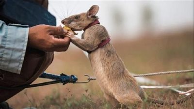 ساهم في الكشف عن الألغام والذخائر.. نفوق الفأر التنزاني ماجاوا صاحب الميدالية الذهبية