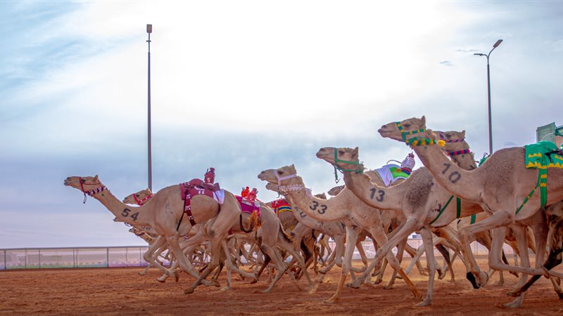 مهرجان الإبل فى السعودية