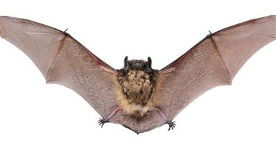 من خلال 40 خفاشا.. دراسة تتنبأ بمصدر الوباء القادم