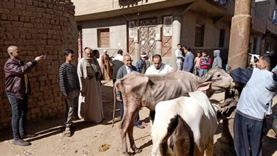 قافلة بيطرية مجانية بقرية أولاد إلياس بأسيوط 