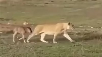 لبؤة ترافق عجلا صغيرا في محمية بأفريقيا | فيديو 