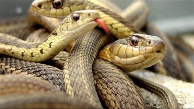 تفسير حلم الثعبان وعلاقته بالتعرض للغدر وتربص الأعداء 