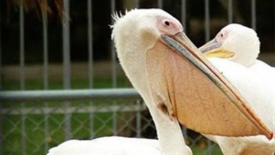 تطور جديد.. إصابة البجع بإنفلونزا الطيور