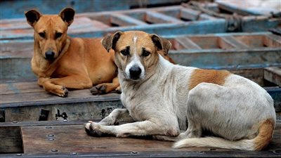 بعد إصابة طفل ودخوله المستشفى.. استغاثة الأهالي من الكلاب الضالة بحدائق أكتوبر