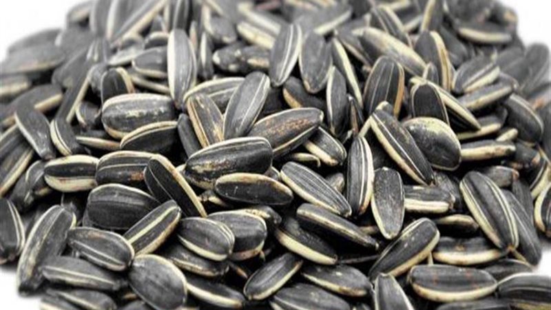 تفسير رؤيا اللب في