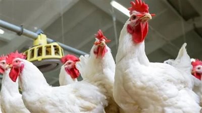 أخصائي: الفراخ الأمهات تختلف في تركيبة اللحم والمعادن عن العادية 