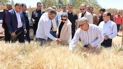 محافظ الوادي الجديد تتابع نتائج تجربة إكثار أصناف القمح عالية الجودة