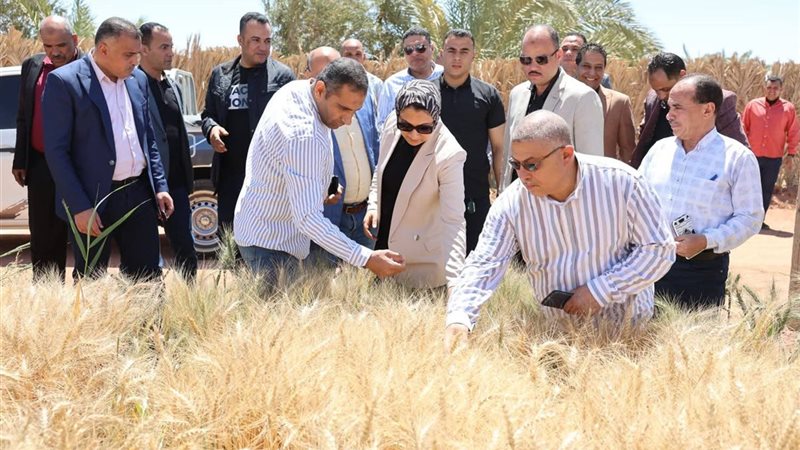 محافظ الوادى الجديد،