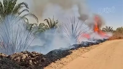 نشوب حريق بمزارع نخيل في الوادي الجديد
