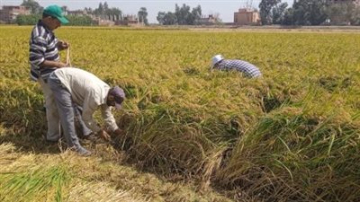 بعد تضاعف عدد السكان، شراقي يوجه نداء للحكومة بشأن الأرز 