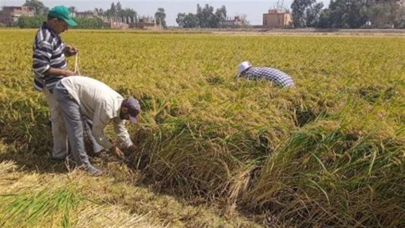 نداء للحكومة المصرية