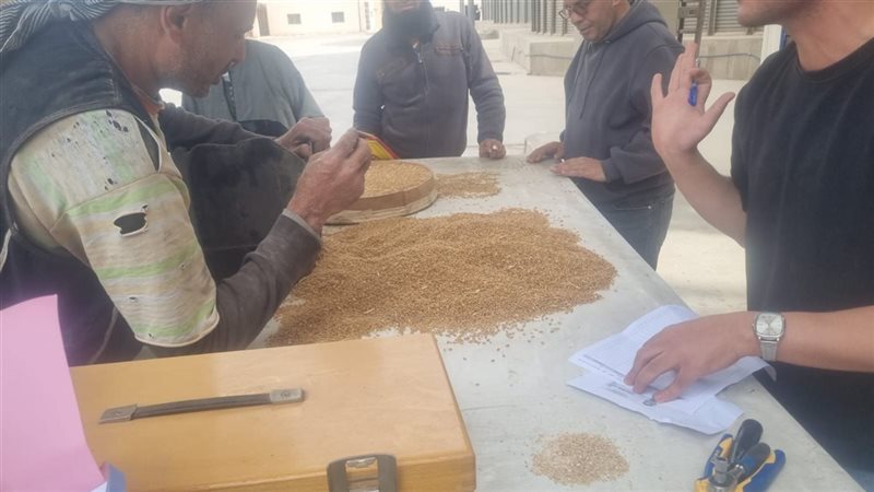 موسم توريد القمح