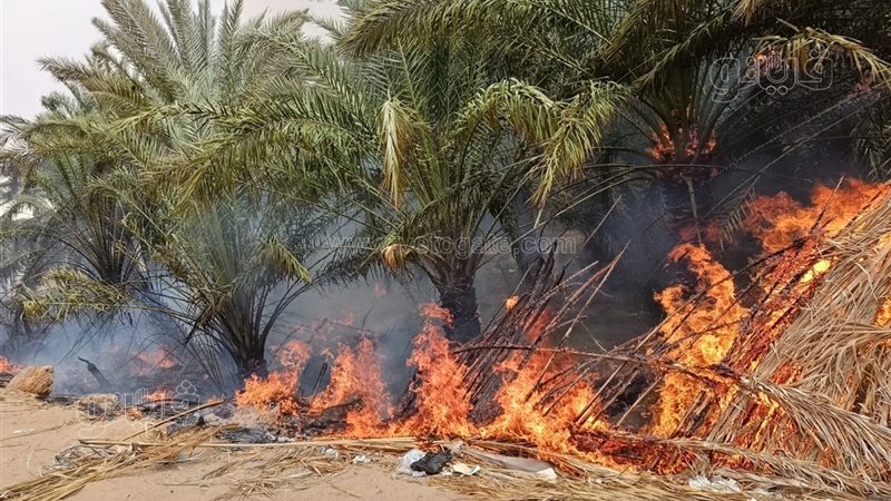 حريق القصر، فيتو
