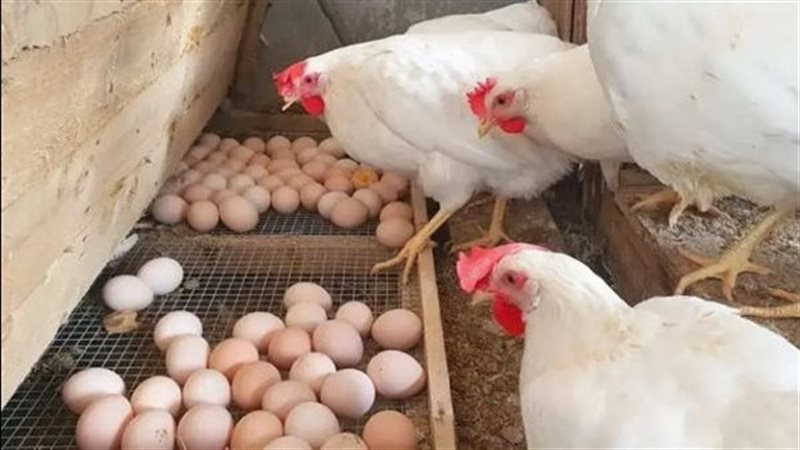 الفراخ والبيض 