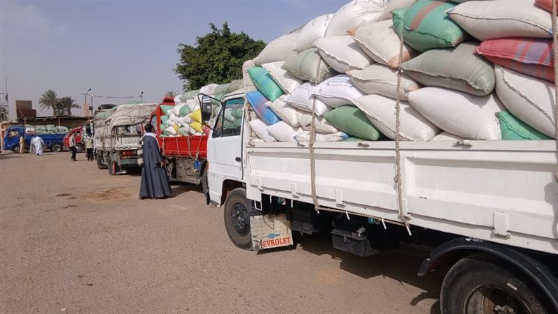 توريد القمح 