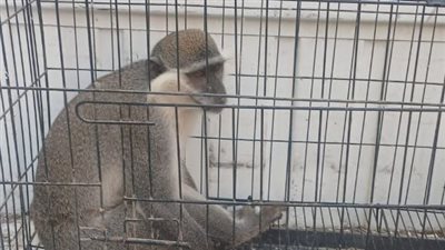 بيطري الشرقية ينجح في السيطرة على نسناس الزنكلون تمهيدًا لإيداعه حديقة الحيوان
