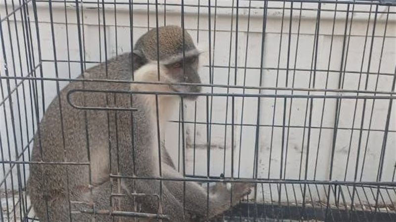بيطري الشرقيةللسيطرةعلى