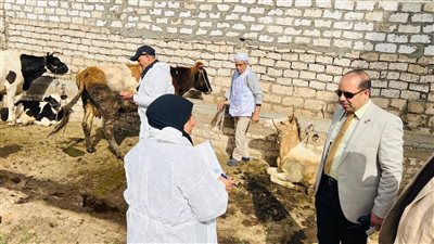 محافظ الدقهلية: تحصين 176 ألف رأس ماشية ضد الجلد العقدي وجدري الضأن