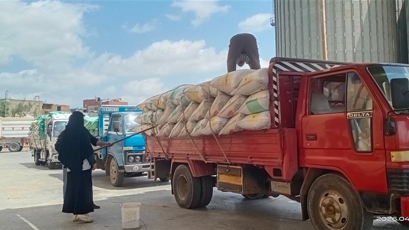توريد محصول القمح