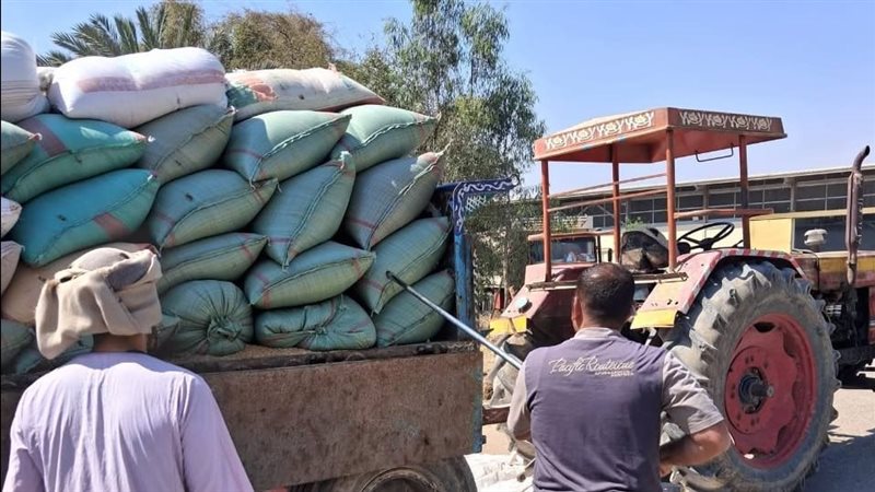توريد القمح لصوامع