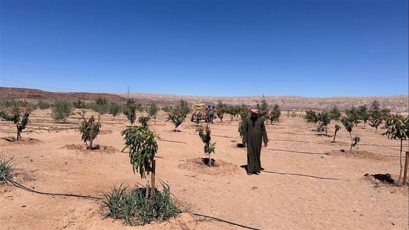 بحوث الصحراء، فيتو