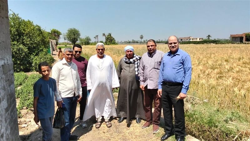 متابعة محصول القمح،