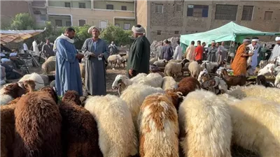 الخروف البرقي يبدأ من 14 ألف جنيه، تعرف على أسعار الأضاحي 2026