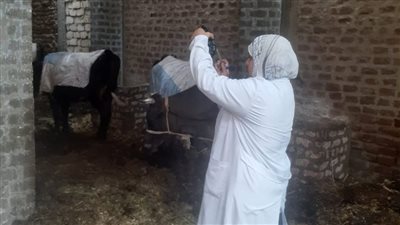 حصاد الحملة القومية الأولى، تحصين 175 ألف رأس ماشية بسوهاج