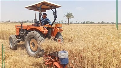توريد 34 ألف طن قمح بالشرقية، وأسعار مجزية للمزارعين وفق درجات النقاوة