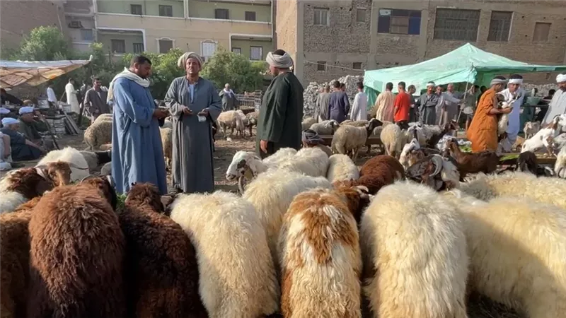 الأضاحي 