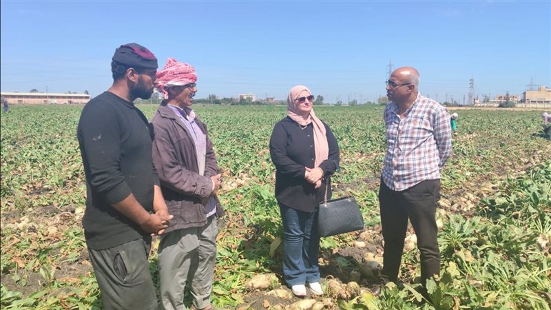 حصاد بنجر سكر بالدقهلية