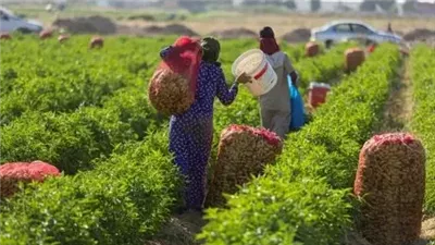 انخفاض مفاجئ في الحرارة ورياح قوية، وتحذيرات مهمة للمزارعين