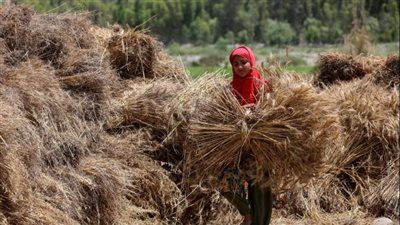 تحقيق 60% من المستهدف، زراعة بني سويف تعلن حصاد 69 ألف فدان قمح