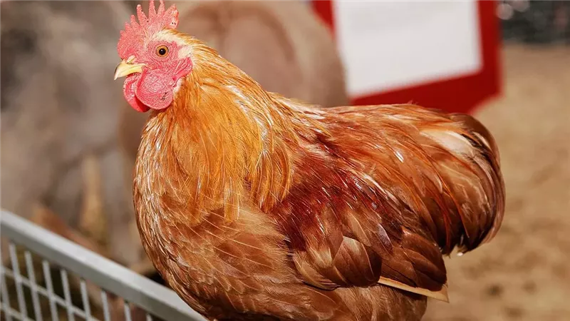 الفراخ البيضاء تبدأ