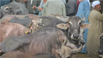 شعبة القصابين توضح مواصفات الأضحية السليمة وتحذر من ذبح «العزبة»