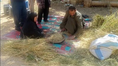 18 أردبا للفدان، حصاد مبشر للشعير في الصف
