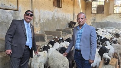 استعدادًا لعيد الأضحي، بيطري القاهرة تعلن عن توافر أغنام برقي عالية الجودة