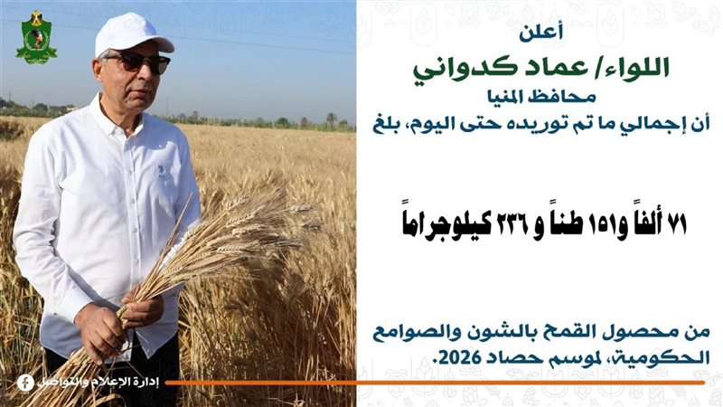 توريد القمح في المنيا