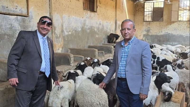 أغنام برقي بطب بيطري