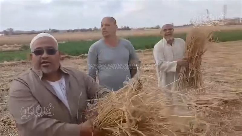 سرقة محصول القمح