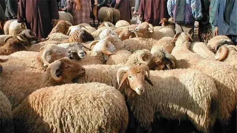 الأضحية، فتيو