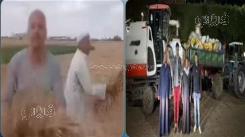 سرقة محصول القمح،فيتو