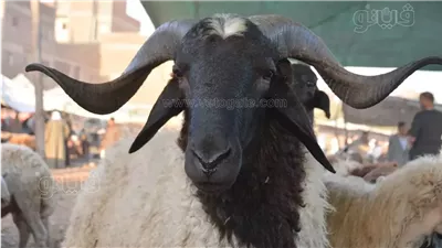شعبة القصابين: ارتفاع أسعار أضاحي الخرفان خلال عيد الأضحى 2026