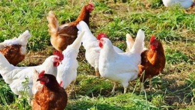 ارتفاع جديد في سعر الفراخ اليوم الخميس 30 أبريل 2026 